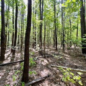 Photo #9 of SOLD property in Off Boseman Road , Rocky Mount, NC 16.6 acres