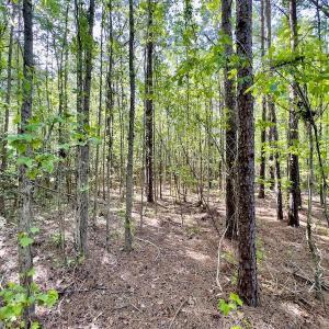 Photo #14 of SOLD property in Off Boseman Road , Rocky Mount, NC 16.6 acres