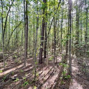 Photo #17 of SOLD property in Off Boseman Road , Rocky Mount, NC 16.6 acres