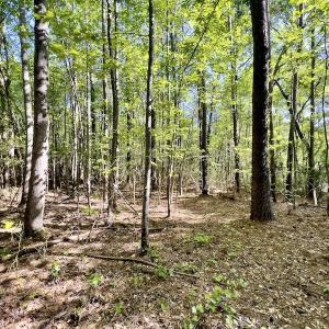 Photo #18 of SOLD property in Off Boseman Road , Rocky Mount, NC 16.6 acres