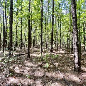 Photo #4 of SOLD property in Off Boseman Road , Rocky Mount, NC 16.6 acres