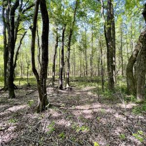 Photo #6 of SOLD property in Off Boseman Road , Rocky Mount, NC 16.6 acres