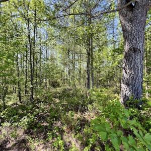 Photo #7 of Off Boseman Road , Rocky Mount, NC 16.6 acres