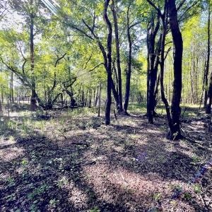 Photo #8 of SOLD property in Off Boseman Road , Rocky Mount, NC 16.6 acres