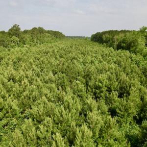 Photo #14 of SOLD property in Off SR 1153 / Vine Swamp Rd, Kinston, NC 10.2 acres