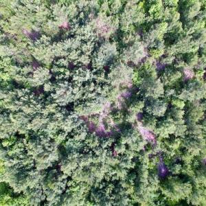 Photo #15 of SOLD property in Off SR 1153 / Vine Swamp Rd, Kinston, NC 10.2 acres