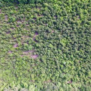 Photo #16 of SOLD property in Off SR 1153 / Vine Swamp Rd, Kinston, NC 10.2 acres
