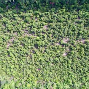 Photo #17 of SOLD property in Off SR 1153 / Vine Swamp Rd, Kinston, NC 10.2 acres