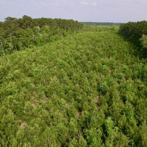Photo #5 of SOLD property in Off SR 1153 / Vine Swamp Rd, Kinston, NC 10.2 acres
