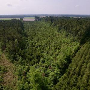 Photo #6 of SOLD property in Off SR 1153 / Vine Swamp Rd, Kinston, NC 10.2 acres