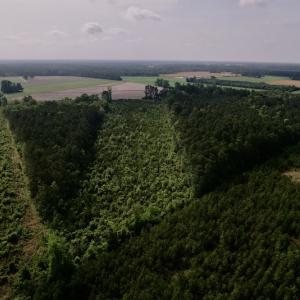 Photo #7 of SOLD property in Off SR 1153 / Vine Swamp Rd, Kinston, NC 10.2 acres