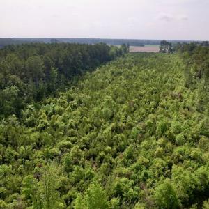 Photo #8 of SOLD property in Off SR 1153 / Vine Swamp Rd, Kinston, NC 10.2 acres