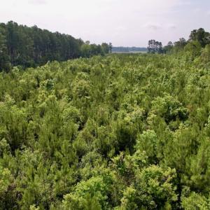 Photo #9 of SOLD property in Off SR 1153 / Vine Swamp Rd, Kinston, NC 10.2 acres