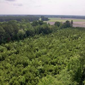 Photo #10 of SOLD property in Off SR 1153 / Vine Swamp Rd, Kinston, NC 10.2 acres