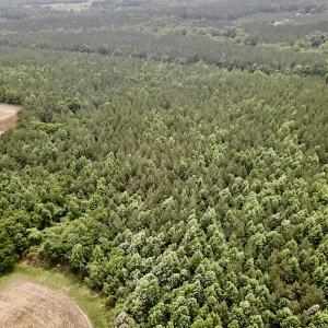 Photo #3 of SOLD property in Off Brink Rd , Emporia, VA 161.0 acres