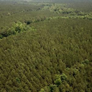 Photo #7 of SOLD property in Off Brink Rd , Emporia, VA 161.0 acres