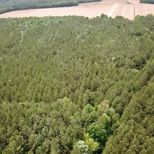 Photo #9 of SOLD property in Off Brink Rd , Emporia, VA 161.0 acres