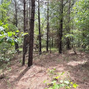 Photo #10 of SOLD property in Off Brink Rd , Emporia, VA 161.0 acres