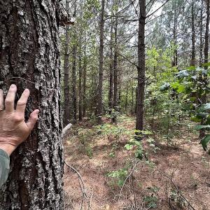 Photo #11 of SOLD property in Off Brink Rd , Emporia, VA 161.0 acres