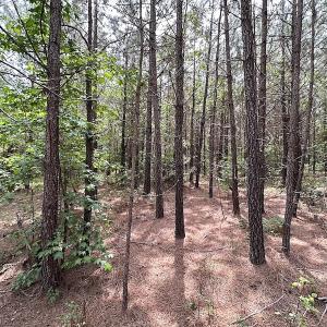 Photo #12 of SOLD property in Off Brink Rd , Emporia, VA 161.0 acres