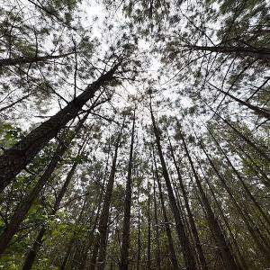 Photo #13 of SOLD property in Off Brink Rd , Emporia, VA 161.0 acres