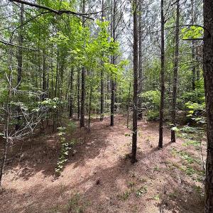 Photo #14 of SOLD property in Off Brink Rd , Emporia, VA 161.0 acres
