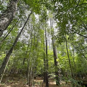 Photo #15 of SOLD property in Off Brink Rd , Emporia, VA 161.0 acres