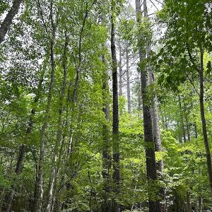 Photo #16 of SOLD property in Off Brink Rd , Emporia, VA 161.0 acres