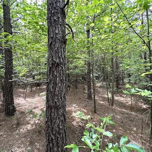 Photo #17 of SOLD property in Off Brink Rd , Emporia, VA 161.0 acres