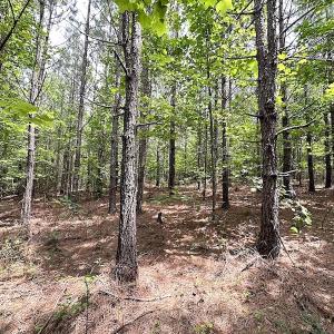Photo #18 of SOLD property in Off Brink Rd , Emporia, VA 161.0 acres