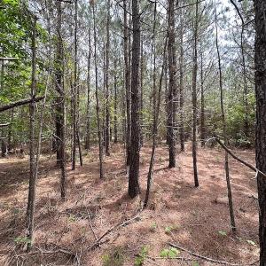 Photo #20 of SOLD property in Off Brink Rd , Emporia, VA 161.0 acres