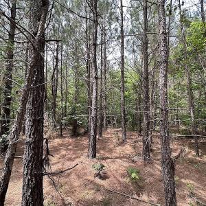 Photo #22 of SOLD property in Off Brink Rd , Emporia, VA 161.0 acres