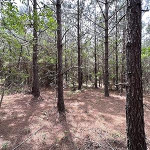 Photo #23 of SOLD property in Off Brink Rd , Emporia, VA 161.0 acres