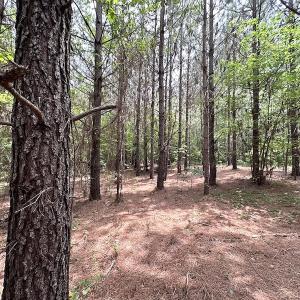 Photo #25 of SOLD property in Off Brink Rd , Emporia, VA 161.0 acres