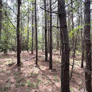 Photo #26 of SOLD property in Off Brink Rd , Emporia, VA 161.0 acres