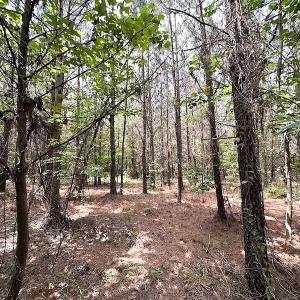 Photo #27 of SOLD property in Off Brink Rd , Emporia, VA 161.0 acres