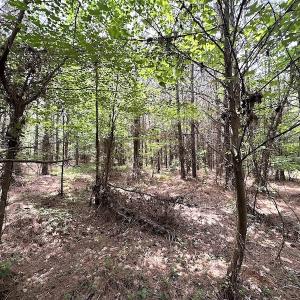 Photo #28 of SOLD property in Off Brink Rd , Emporia, VA 161.0 acres
