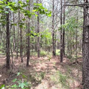 Photo #29 of SOLD property in Off Brink Rd , Emporia, VA 161.0 acres