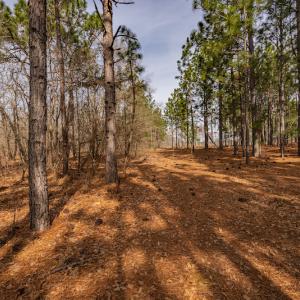 Photo #9 of Off Highway 15, Marston, NC 58.4 acres