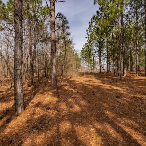 Photo #9 of SOLD property in Off Highway 15, Marston, NC 58.4 acres