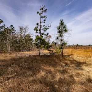 Photo #10 of SOLD property in Off Highway 15, Marston, NC 58.4 acres