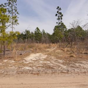 Photo #13 of SOLD property in Off Highway 15, Marston, NC 58.4 acres