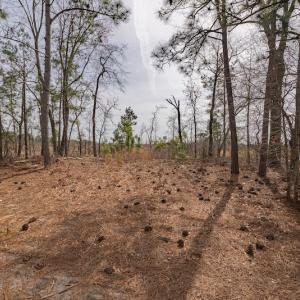 Photo #16 of Off Highway 15, Marston, NC 58.4 acres