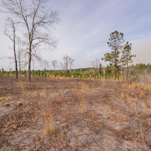 Photo #17 of SOLD property in Off Highway 15, Marston, NC 58.4 acres