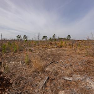 Photo #18 of SOLD property in Off Highway 15, Marston, NC 58.4 acres