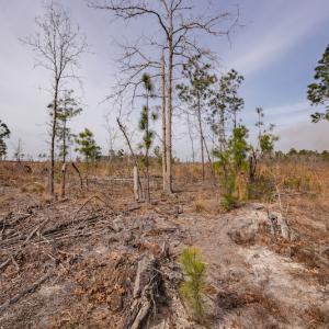 Photo #19 of Off Highway 15, Marston, NC 58.4 acres