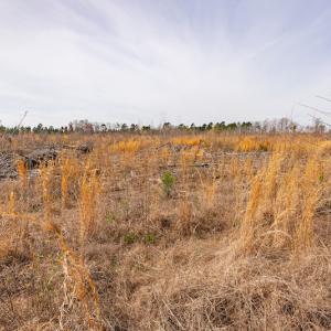 Photo #20 of Off Highway 15, Marston, NC 58.4 acres