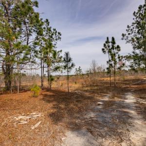 Photo #3 of SOLD property in Off Highway 15, Marston, NC 58.4 acres