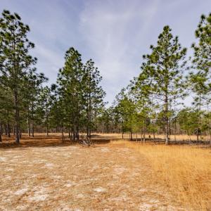 Photo #4 of SOLD property in Off Highway 15, Marston, NC 58.4 acres