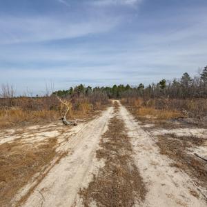 Photo #5 of SOLD property in Off Highway 15, Marston, NC 58.4 acres